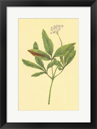 Framed Five Leaved Ginseng Print