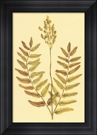 Framed Flowering Fern Print