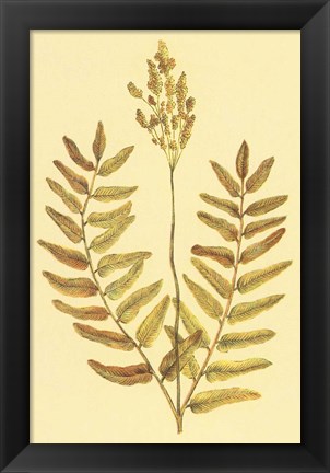 Framed Flowering Fern Print