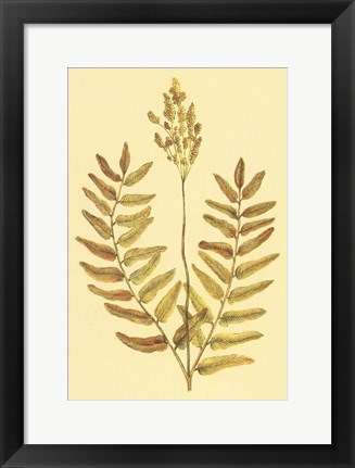 Framed Flowering Fern Print