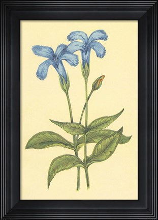 Framed Finged Gentian Print