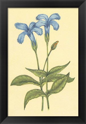 Framed Finged Gentian Print