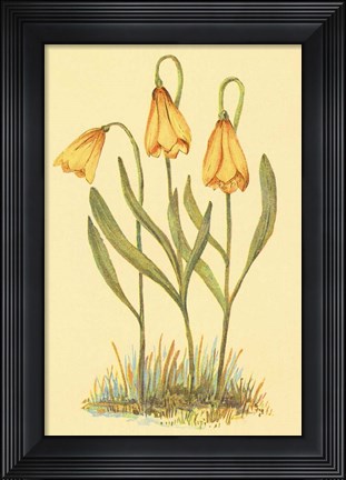 Framed Fritillary Print