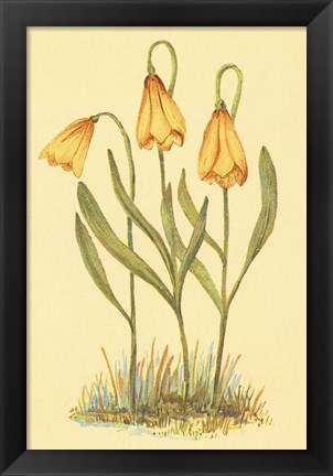 Framed Fritillary Print