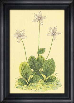 Framed Grass of Parnassus Print
