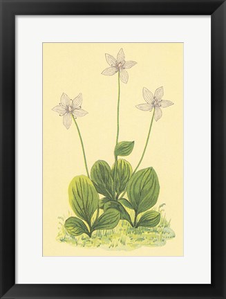 Framed Grass of Parnassus Print