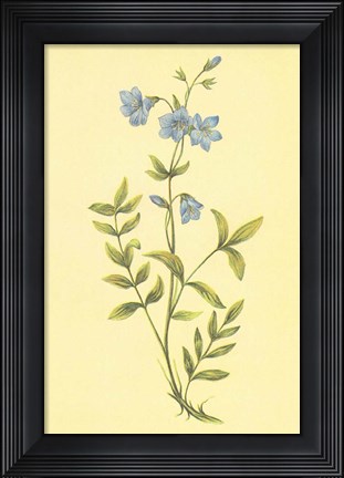 Framed Greek Valerian Print