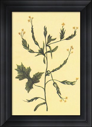 Framed Hedge Mustard Print