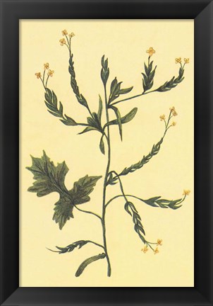 Framed Hedge Mustard Print