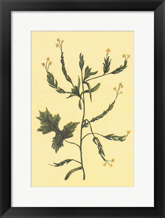 Framed Hedge Mustard Print