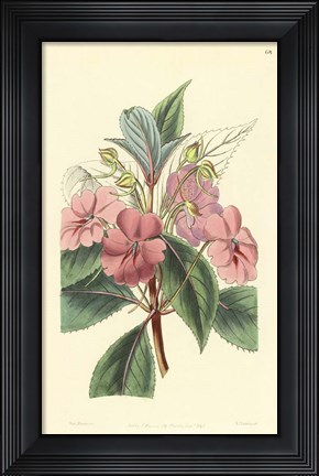 Framed Impatiens Platypetala Print
