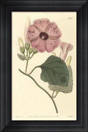 Framed Ipomea Jalapa Print