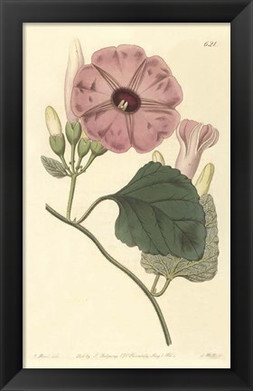 Framed Ipomea Jalapa Print