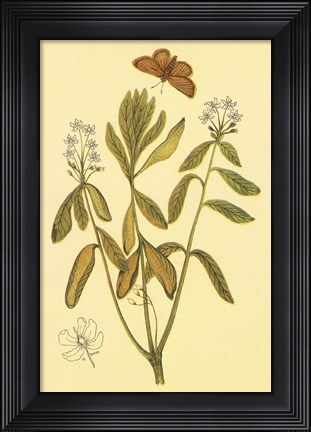Framed Labrador Tea Print