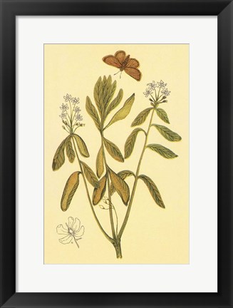 Framed Labrador Tea Print