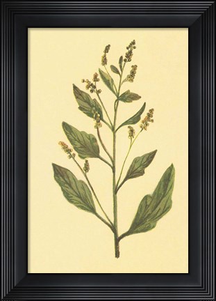 Framed Lamb&#39;s Quarters Print