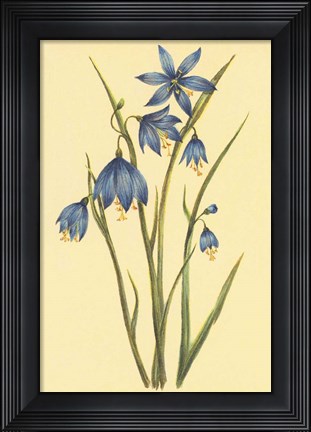Framed Large Flowered Blue Eyed Grass Print