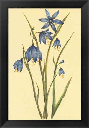 Framed Large Flowered Blue Eyed Grass Print