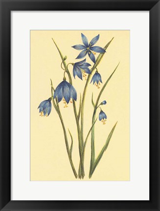 Framed Large Flowered Blue Eyed Grass Print