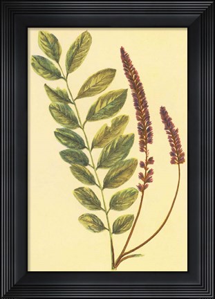 Framed Lead Plant Print