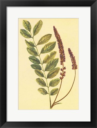 Framed Lead Plant Print