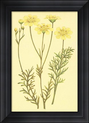 Framed Newberry Leucampyx Print