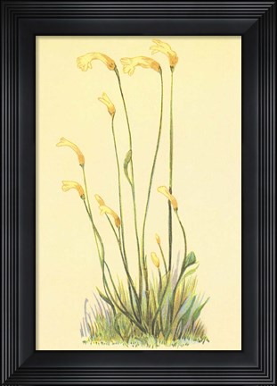 Framed One Flowered Root Print