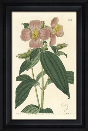 Framed Osbekia Stellata Print