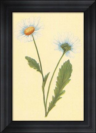 Framed Ox Eye Daisy with Whiteweed Print