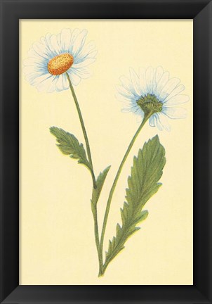 Framed Ox Eye Daisy with Whiteweed Print