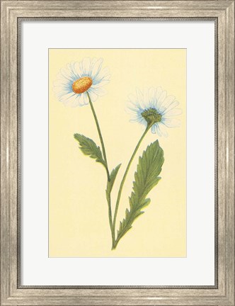 Framed Ox Eye Daisy with Whiteweed Print