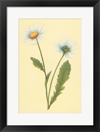 Framed Ox Eye Daisy with Whiteweed Print