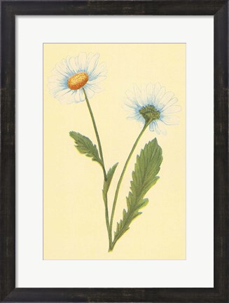 Framed Ox Eye Daisy with Whiteweed Print