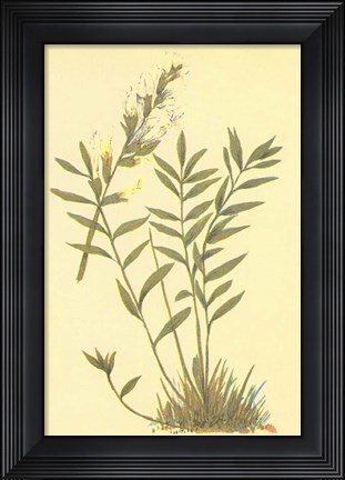 Framed Oxytropis Lamberti Print