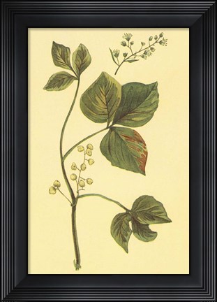 Framed Poison Ivy and Poison Oak Print