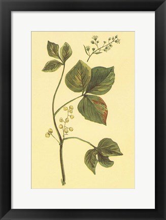 Framed Poison Ivy and Poison Oak Print