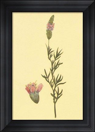Framed Praire Clover Print