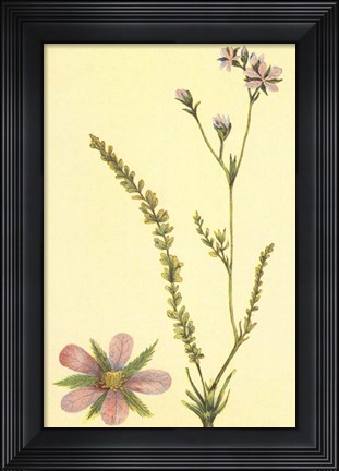 Framed Purplish Horkelia Print
