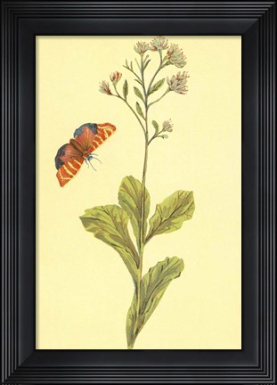 Framed Sedum Telephium Print