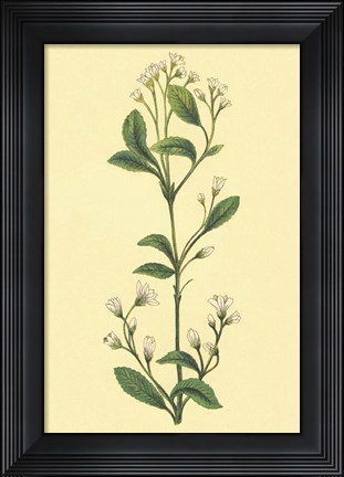 Framed Service Berry and Shad Bush Print