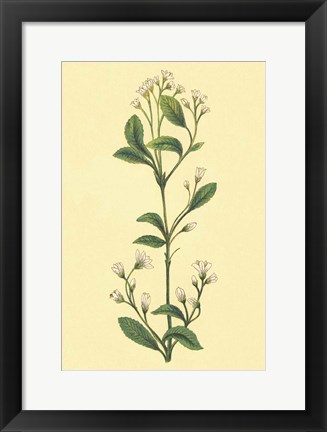 Framed Service Berry and Shad Bush Print