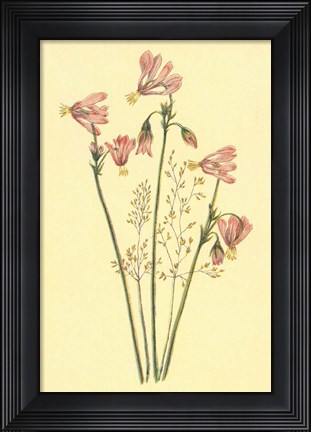 Framed Shooting Star Print