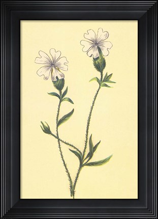 Framed Silene Vulgaris Print
