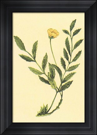 Framed Silver Weed Print