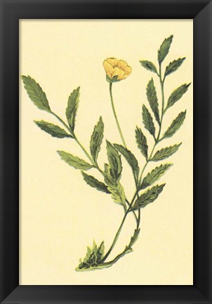Framed Silver Weed Print