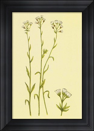 Framed Smooth Rock Cress Print