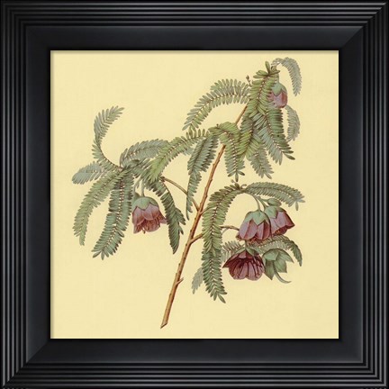 Framed Spaendoncea Tamarandifolia Print