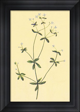 Framed Sweet Scented Bedstraw Print
