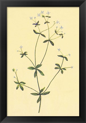 Framed Sweet Scented Bedstraw Print