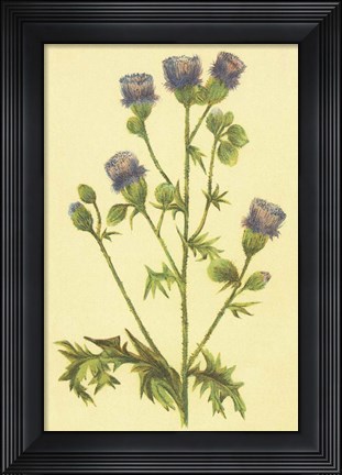 Framed Thistle Print